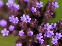 Verbena 8422